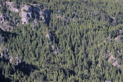 Austrocedrus chilensis, photographed by Cesar Ormazabal