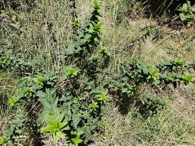 Baccharis racemosa, photographed by Cesar Ormazabal