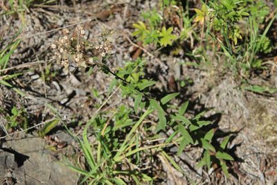 Baccharis racemosa, photographed by Cesar Ormazabal