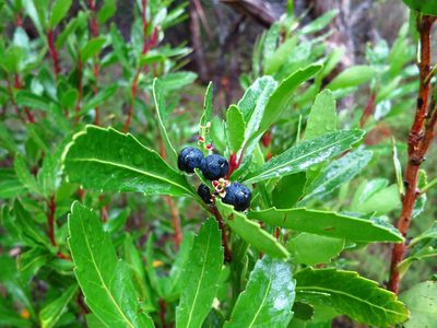 Cenarrhenes nitida, photographed by Cowirrie