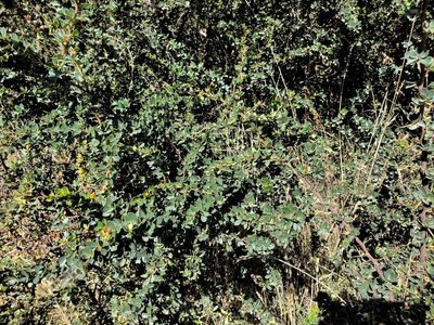 Berberis microphylla, photographed by Cesar Ormazabal