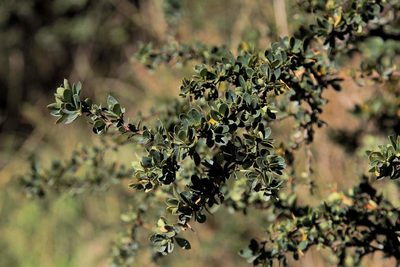 Berberis microphylla, photographed by Cesar Ormazabal