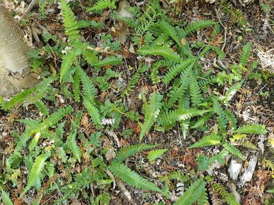 Blechnum hastatum, photographed by Cesar Ormazabal