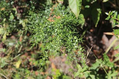 Colletia hystrix, photographed by Cesar Ormazabal