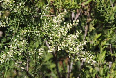Colletia hystrix, photographed by Cesar Ormazabal