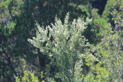 Colletia hystrix, photographed by Cesar Ormazabal