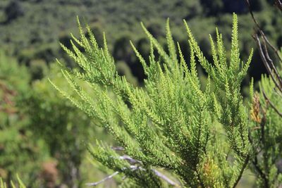 Fabiana imbricata, photographed by Cesar Ormazabal