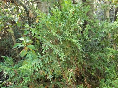 Austrocedrus chilensis, photographed by Cesar Ormazabal