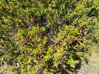 Luma apiculata, photographed by Cesar Ormazabal