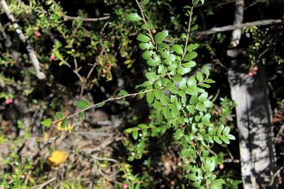 Nothofagus dombeyi, photographed by Cesar Ormazabal