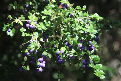 Rhaphithamnus spinosus, photographed by Cesar Ormazabal