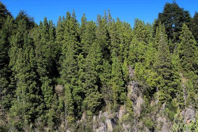 Austrocedrus chilensis, photographed by Cesar Ormazabal