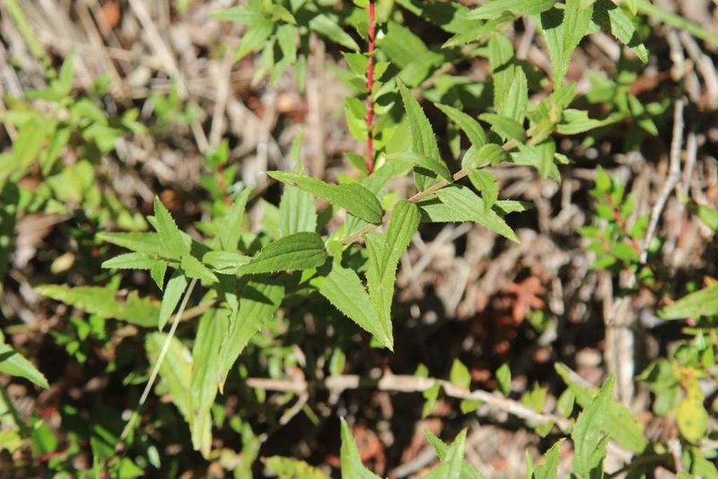 Baccharis racemosa, photographed by Cesar Ormazabal
