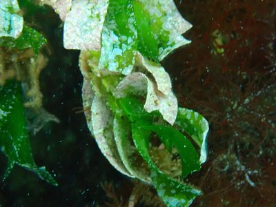 Amphibolis antarctica, photographed by Debra Baker