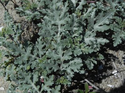Ambrosia chamissonis, photographed by James C. Davis