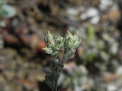 Logfia filaginoides, photographed by James C. Davis