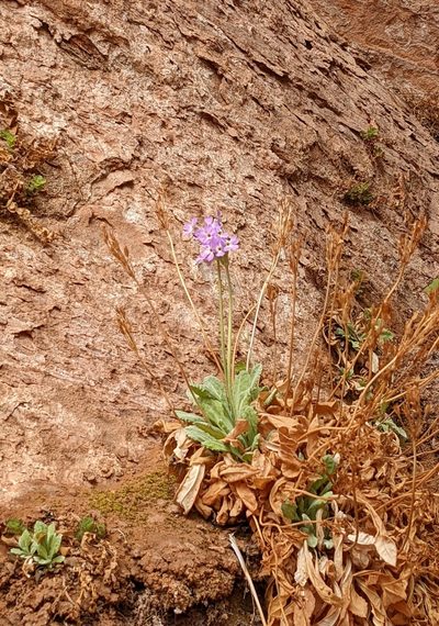 Primula specuicola, photographed by Chris Quirin