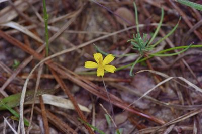 Krigia occidentalis, photographed by Michelle W. （鍾偉瑋）