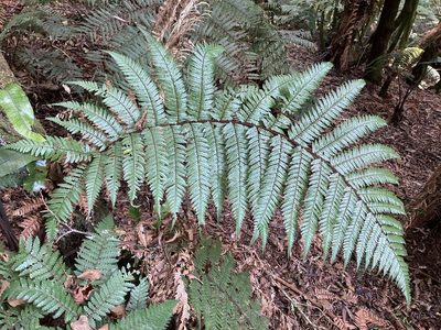 Dicksonia squarrosa, photographed by Hannah Rogers