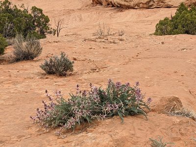 Astragalus mollissimus, photographed by Chris Quirin