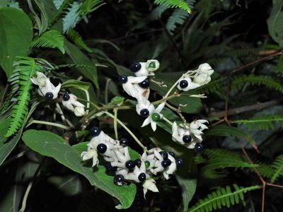 Clerodendrum villosum, photographed by Samuel Lee