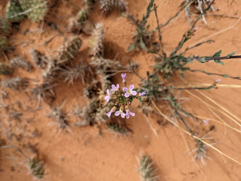 Boechera quadrangulensis, photographed by Chris Quirin