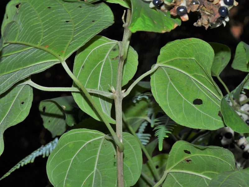 Clerodendrum villosum, photographed by Samuel Lee