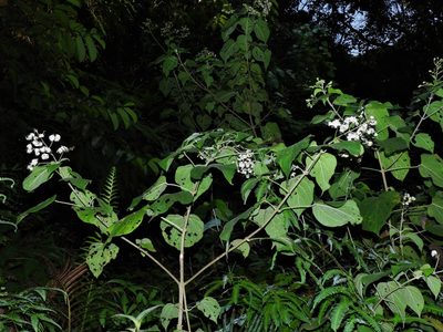 Clerodendrum villosum, photographed by Samuel Lee