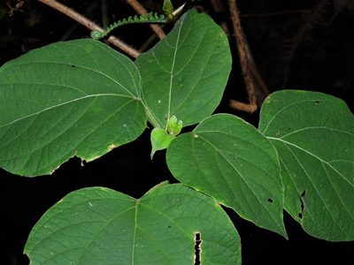 Clerodendrum villosum, photographed by Samuel Lee