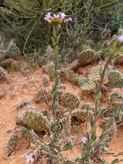Boechera quadrangulensis, photographed by Chris Quirin