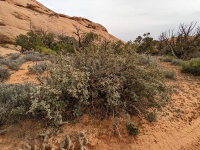 Berberis fremontii, photographed by Chris Quirin