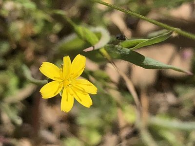 Hypochaeris glabra, photographed by Justin Paulin