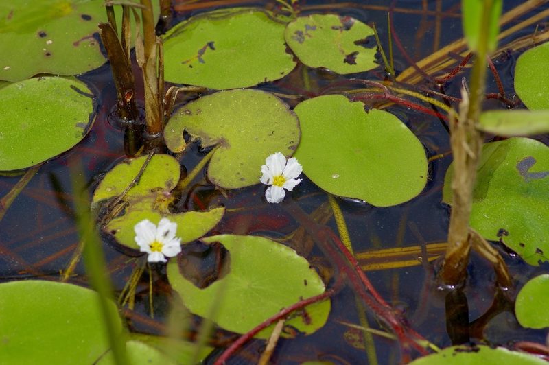 Nymphoides aquatica, photographed by Michelle W. （鍾偉瑋）