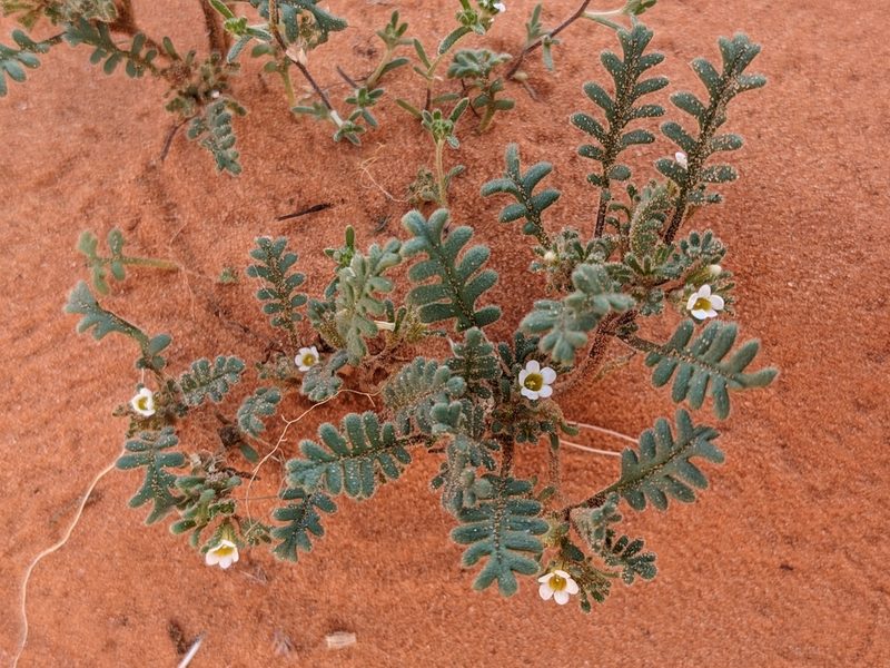 Phacelia ivesiana, photographed by Alix Kosmala