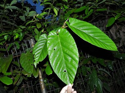 Ficus sagittata, photographed by Samuel Lee