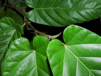 Ficus sagittata, photographed by Samuel Lee