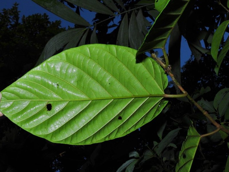Ficus sagittata, photographed by Samuel Lee
