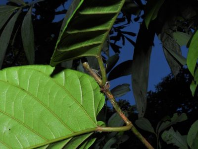 Ficus sagittata, photographed by Samuel Lee