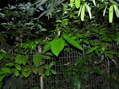 Ficus sagittata, photographed by Samuel Lee