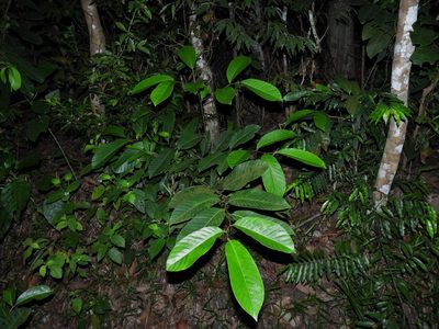 Prunus polystachya, photographed by Samuel Lee