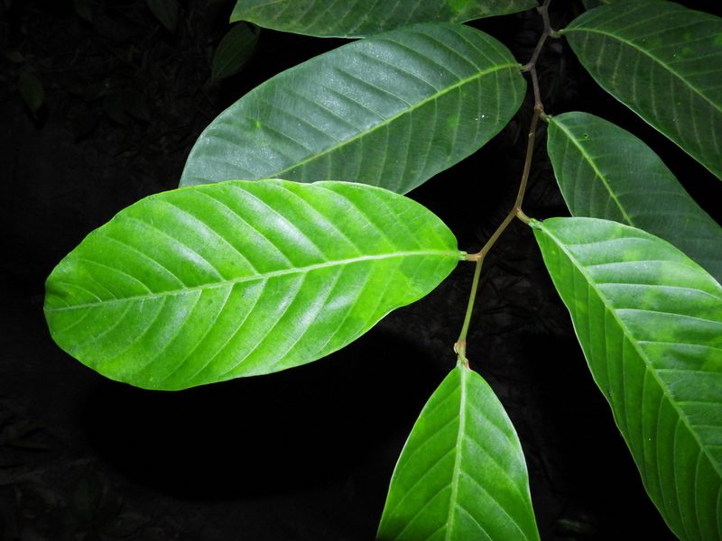 Prunus polystachya, photographed by Samuel Lee