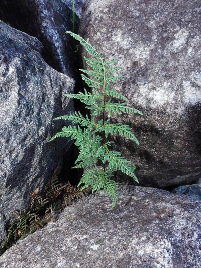 Cheilanthes tenuifolia, photographed by Samuel Lee