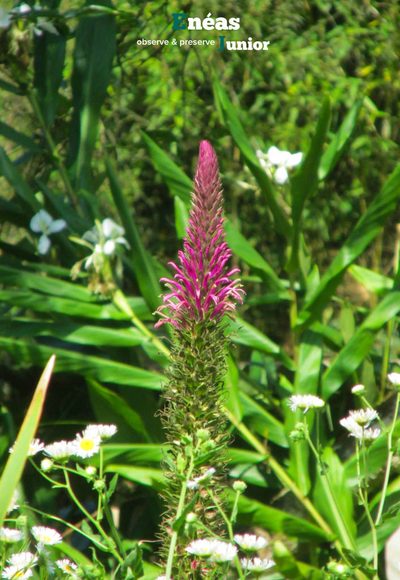 Lobelia brasiliensis, photographed by Enéas V. Gouvêa Junior
