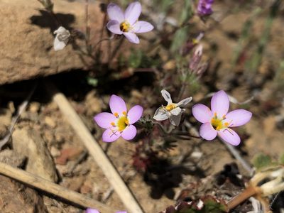 Leptosiphon ambiguus, photographed by Justin Paulin