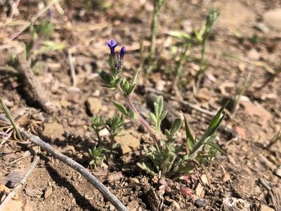 Allophyllum gilioides, photographed by Justin Paulin