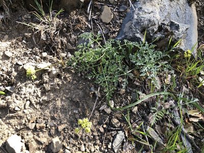 Lomatium observatorium, photographed by Justin Paulin