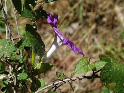 Ipomoea seducta, photographed by Luis F. Ramírez