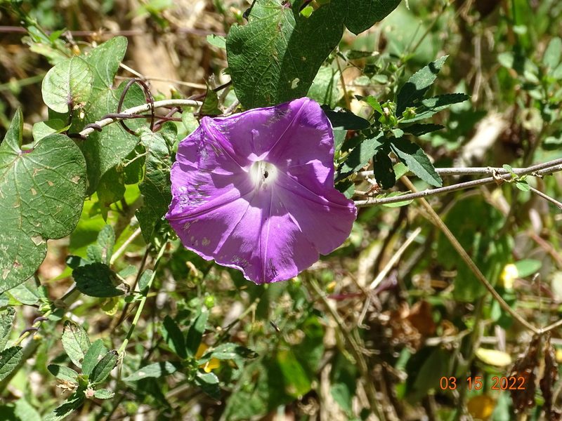 Ipomoea seducta, photographed by Luis F. Ramírez