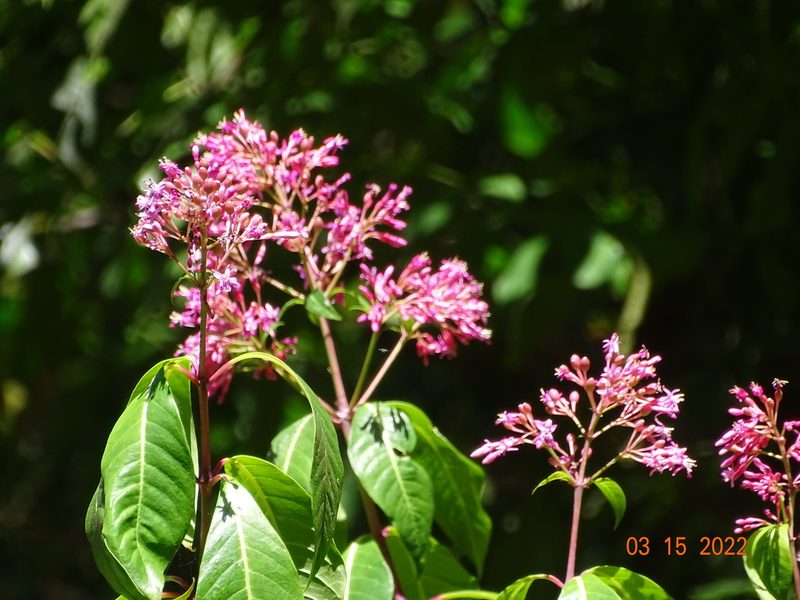 Fuchsia arborescens, photographed by Luis F. Ramírez