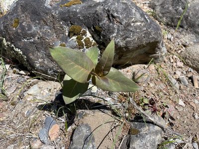 Asclepias cordifolia, photographed by Dee Shea Himes